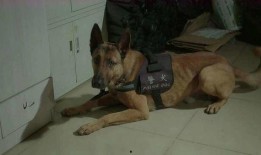 二狗子邻居爆料视频在线观看,揭秘惊人真相，网友热议不断