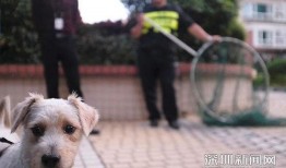 二狗子邻居爆料视频在线观看,揭秘惊人真相，网友热议不断