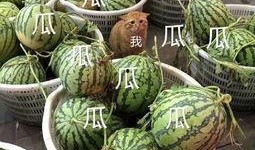 娱乐吃瓜的头像图片,吃瓜群众眼中的明星幕后故事