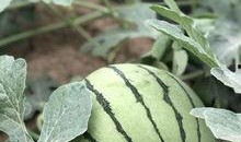 哪里可以吃网红瓜